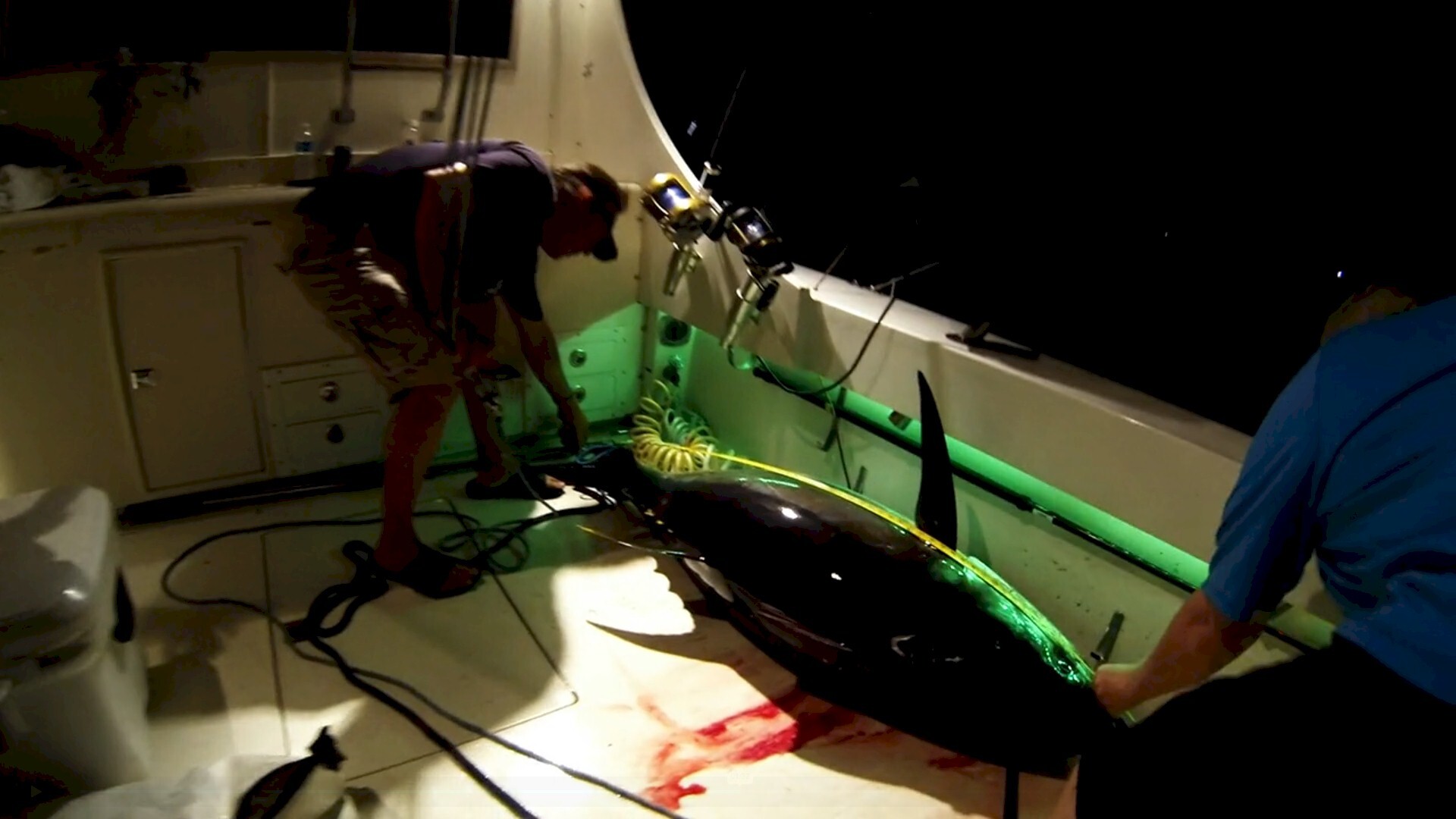 Big Eye Tuna 240lb