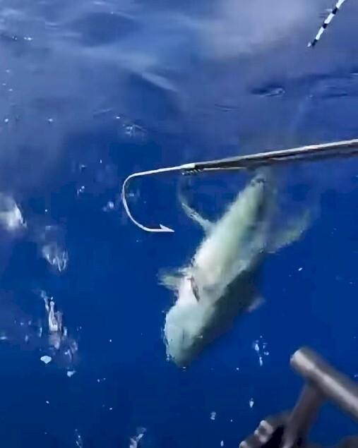 Flying-gaff-tuna